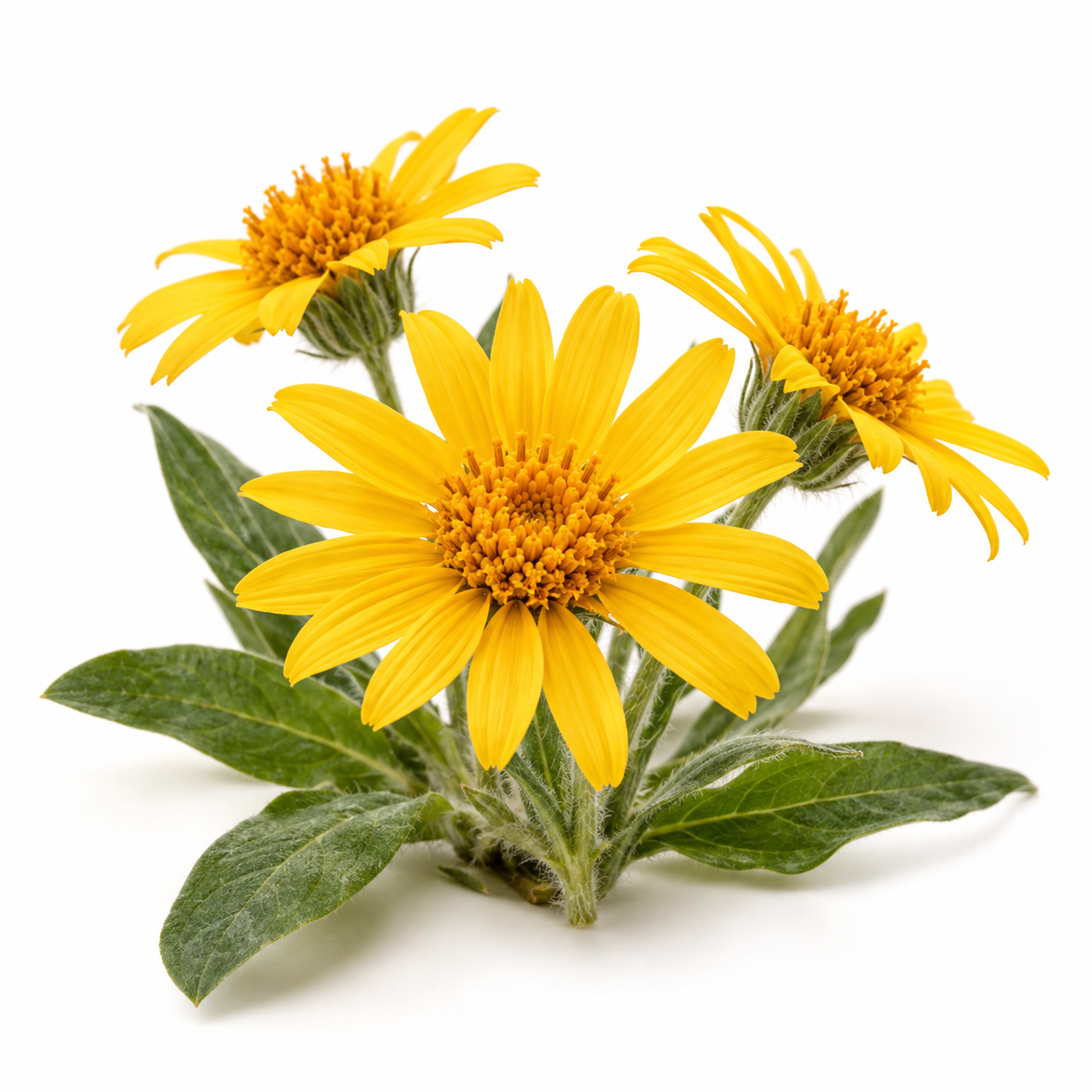 Arnica montana