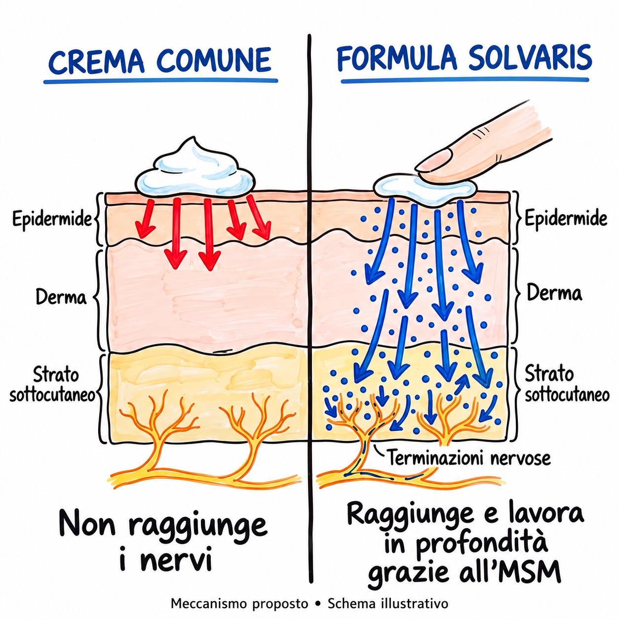 Confronto illustrativo tra crema comune e Formula Solvaris